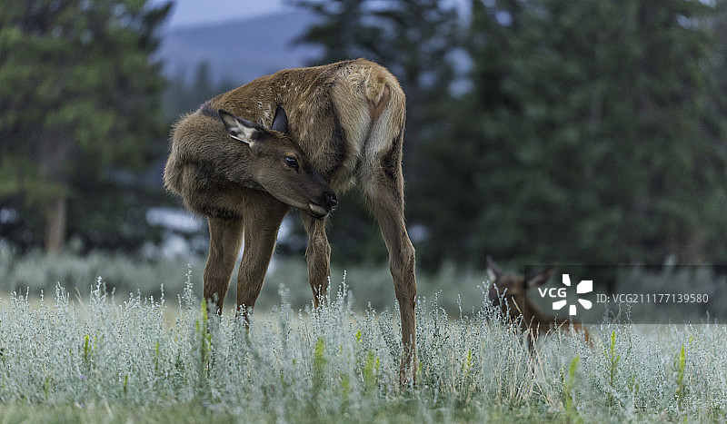 在安妮特湖边美丽的幼鹿图片素材