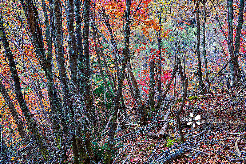 秋日调色板图片素材