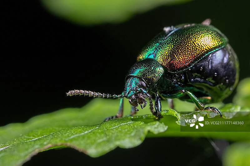 食用树叶图片素材