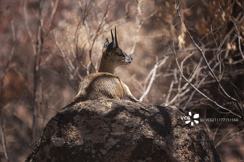岩石上休息的小羚羊图片素材