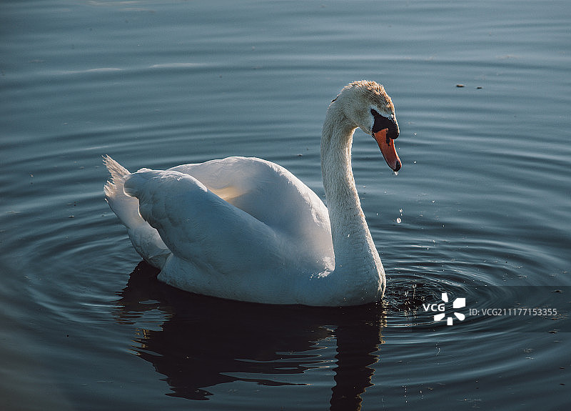 天鹅图片素材