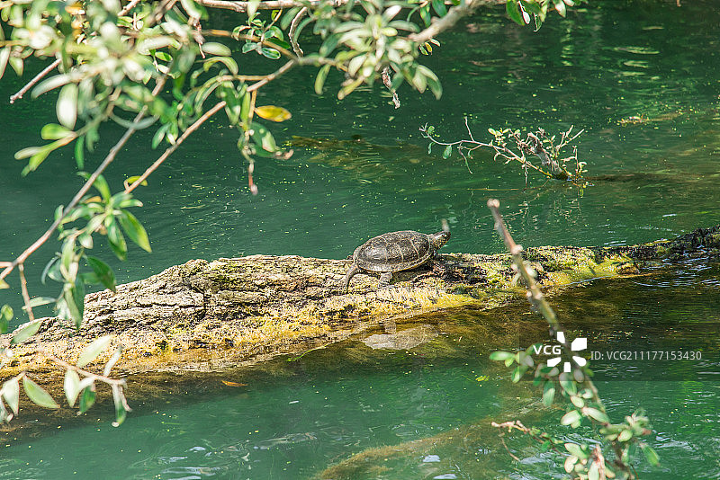 休息中的海龟图片素材