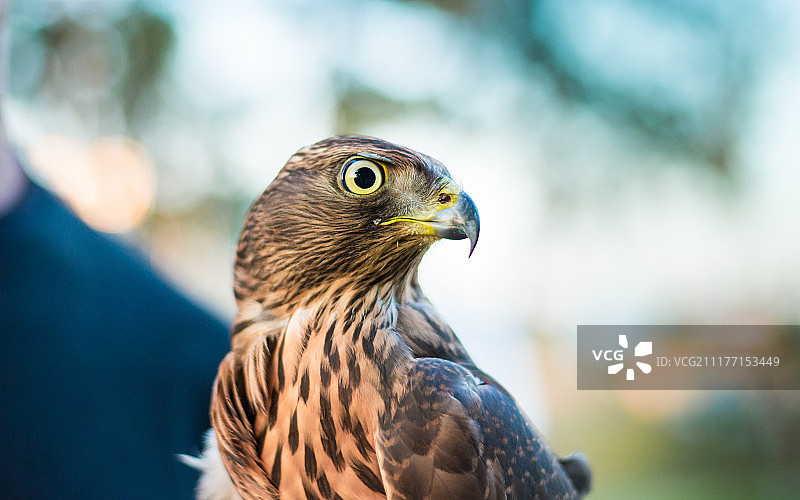 猎隼姿势图片素材