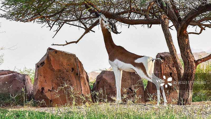 瞪羚从树上吃树叶的景观图片素材
