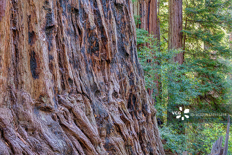 大盆地州立公园的巨杉森林图片素材