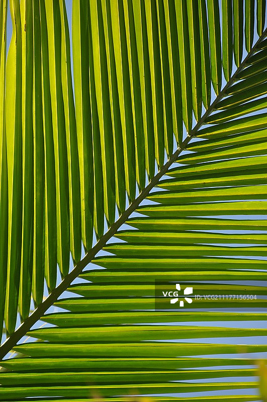 圣托马斯，乌斯维图片素材