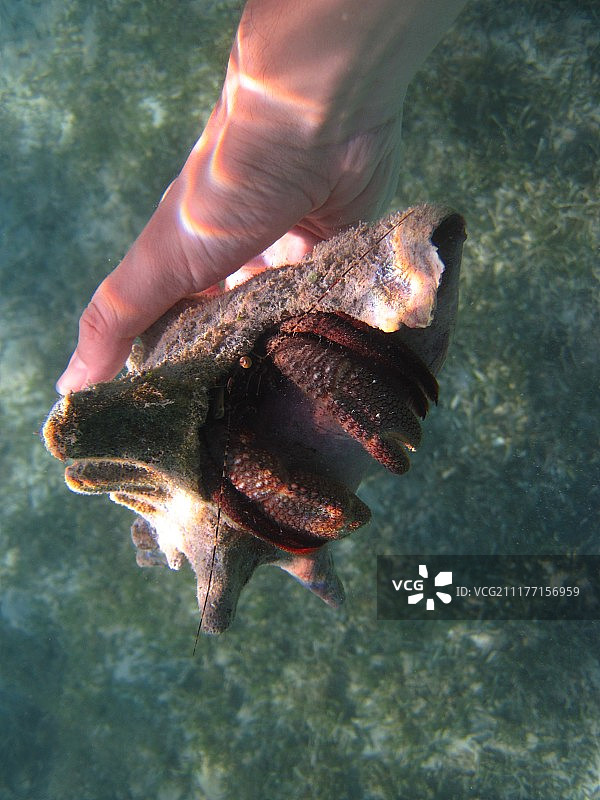 潜水在圣托马斯，乌斯维图片素材