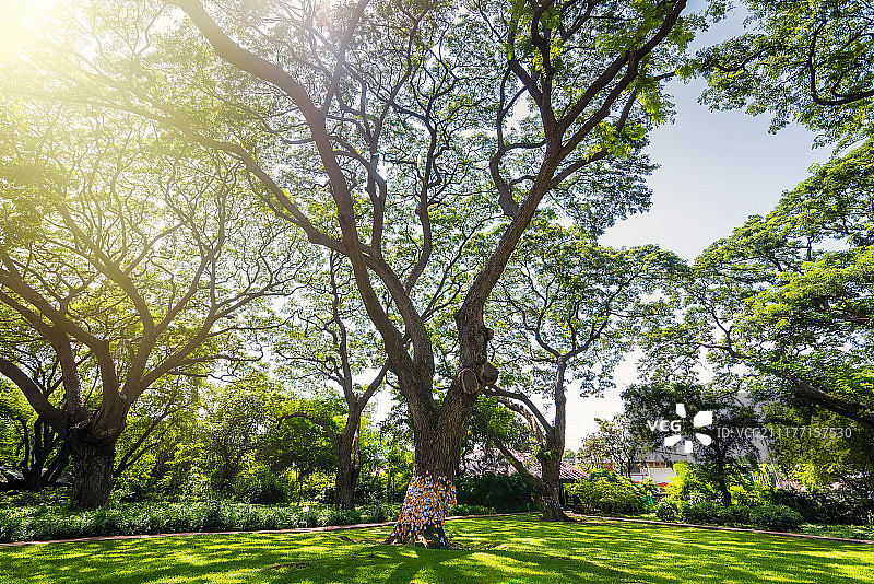 阳光午后绿地上的古老巨树图片素材
