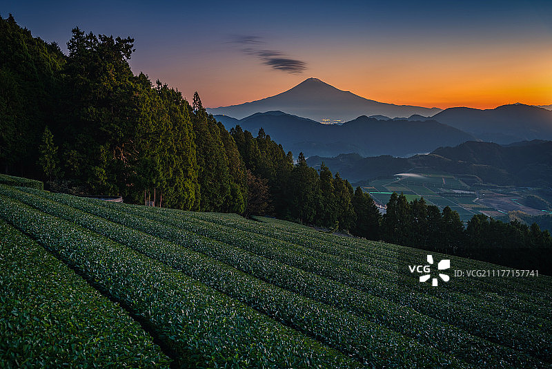 日本静冈县富士山日出与绿茶田图片素材