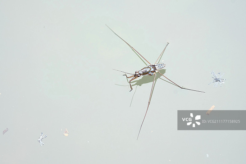 水黾 портрет图片素材