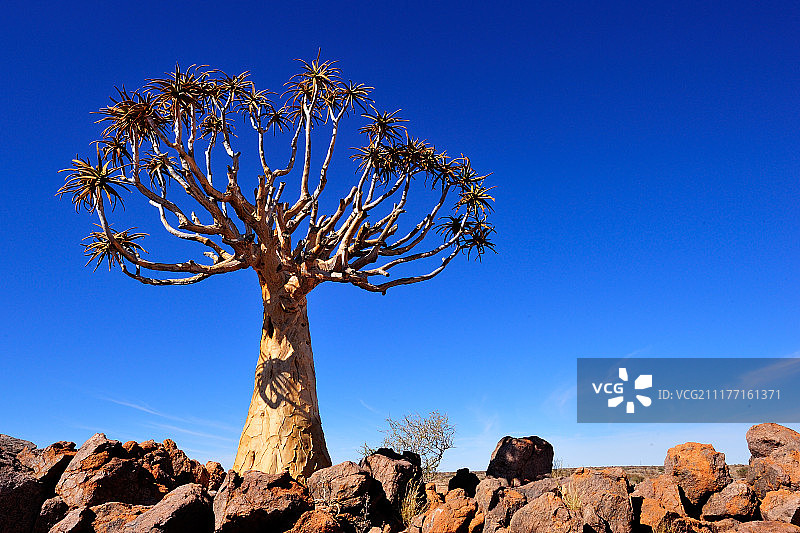蓝天下的箭筒树图片素材