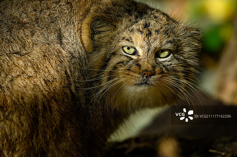 布尔诺动物园里的兔狲图片素材