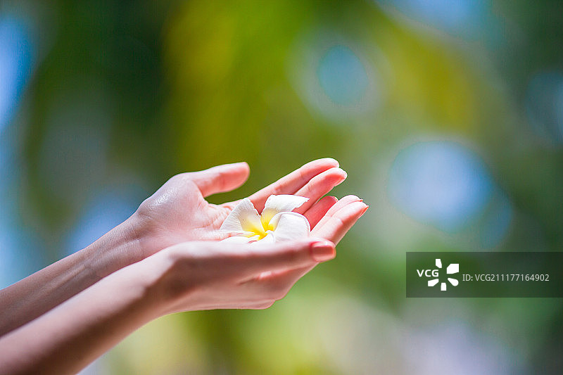 白色海滩上碧绿的海水背景中美丽的鸡蛋花图片素材