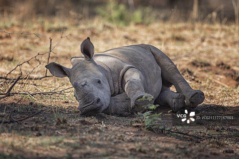 小犀牛图片素材