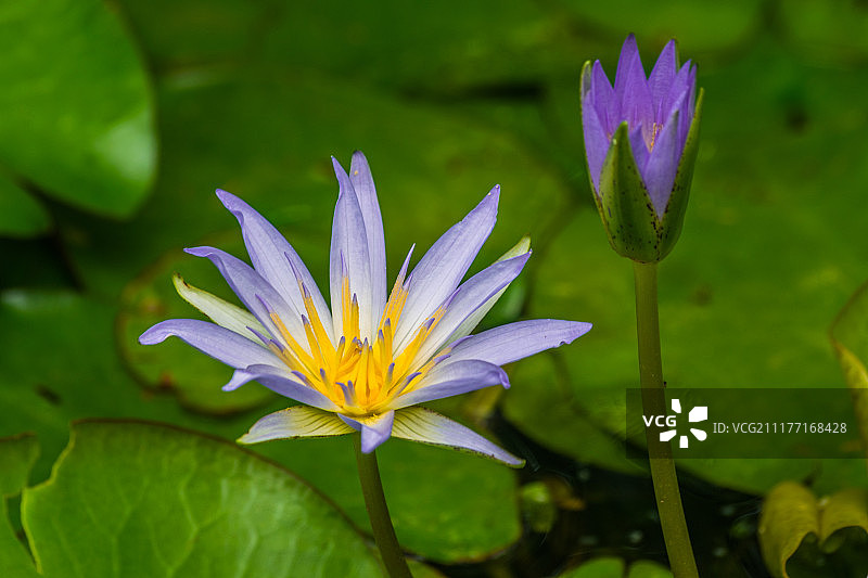 蓝色埃及莲花图片素材