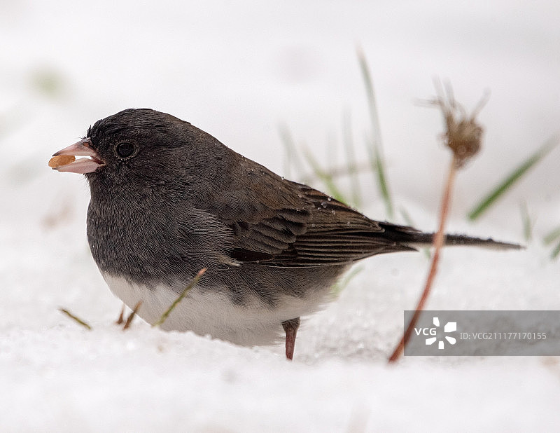 黑眼灯草雀图片素材