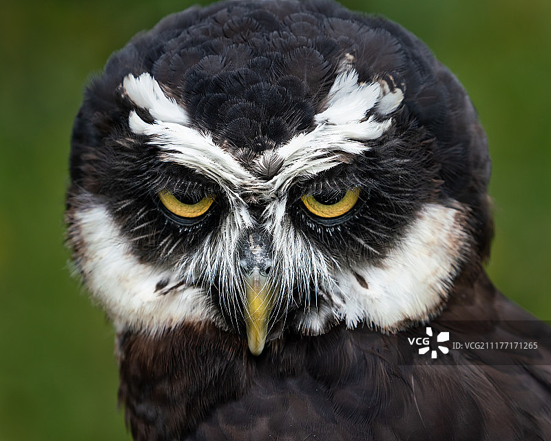 眼镜鸮图片素材