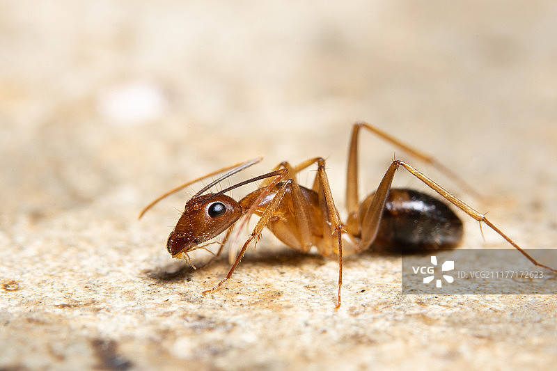 大型幽灵蚂蚁图片素材