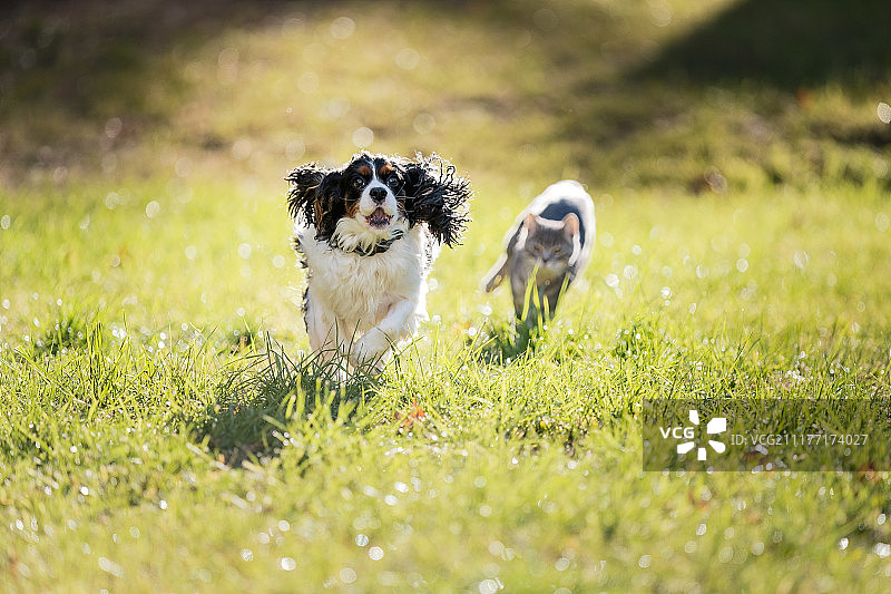 在草地上奔跑的猫和狗图片素材