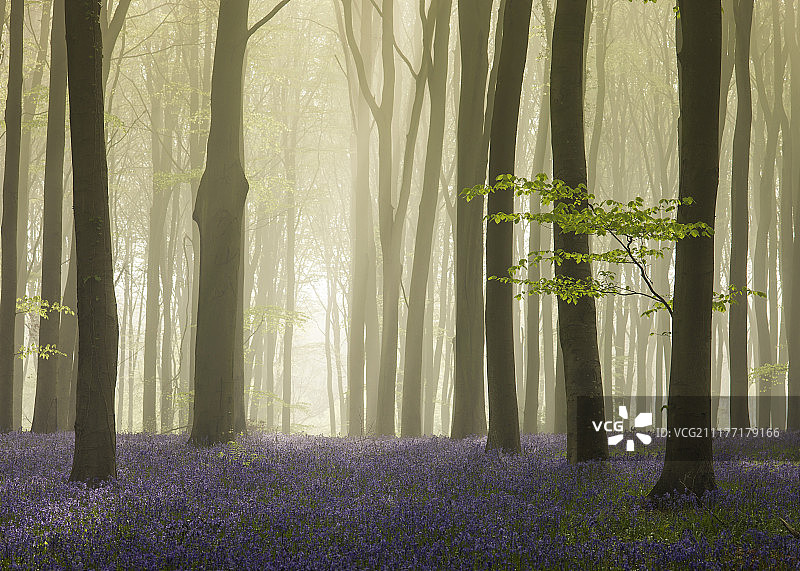 进入迷雾图片素材