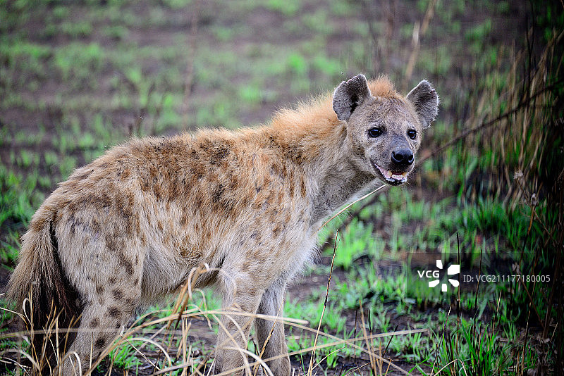 斑点鬣狗图片素材