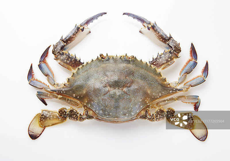蓝蟹的照片图片素材