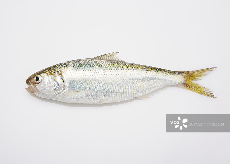 鲱鱼摄影图片素材