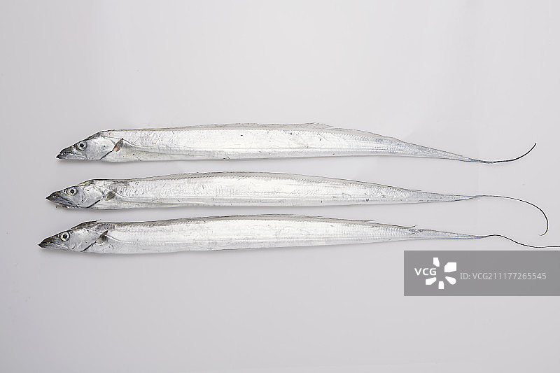 带鱼摄影图片素材