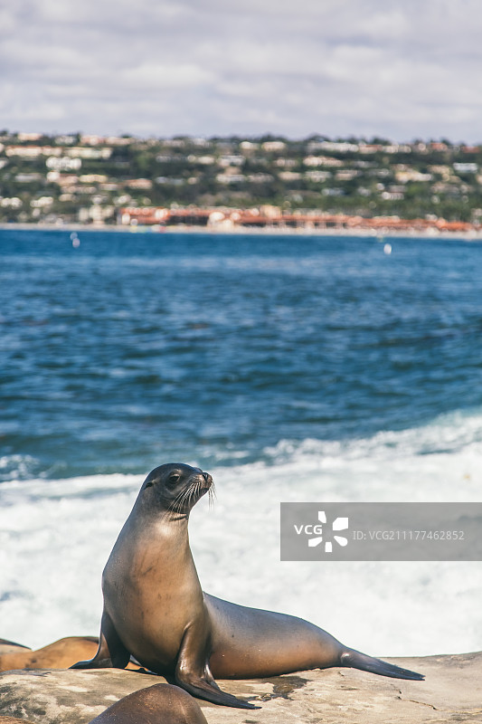 海边嬉戏玩耍的海豹图片素材