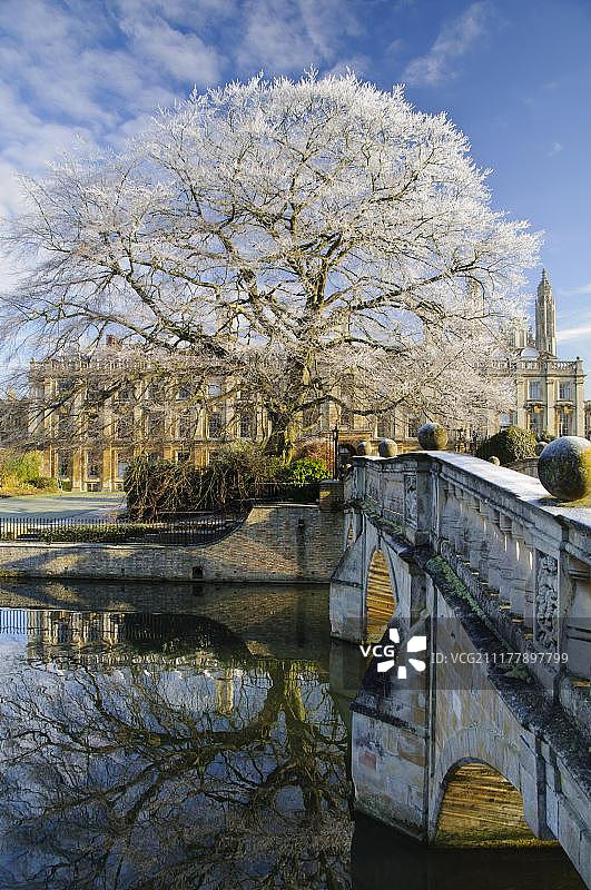 英国剑桥郡剑桥大学克莱尔桥，山毛榉树和学院建筑的河流景观图片素材