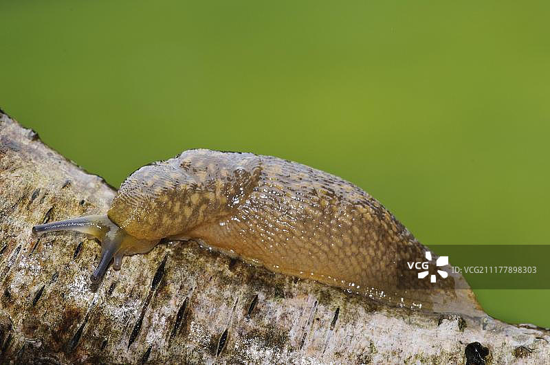 黄蛞蝓在降雨期间爬行在桦树枝上图片素材
