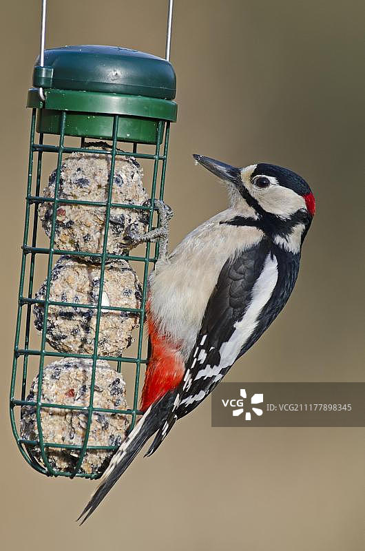 在脂肪球喂食器上的大斑啄木鸟图片素材