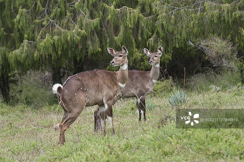 非洲埃塞俄比亚奥罗米亚州巴莱山山区扭角林羚图片素材