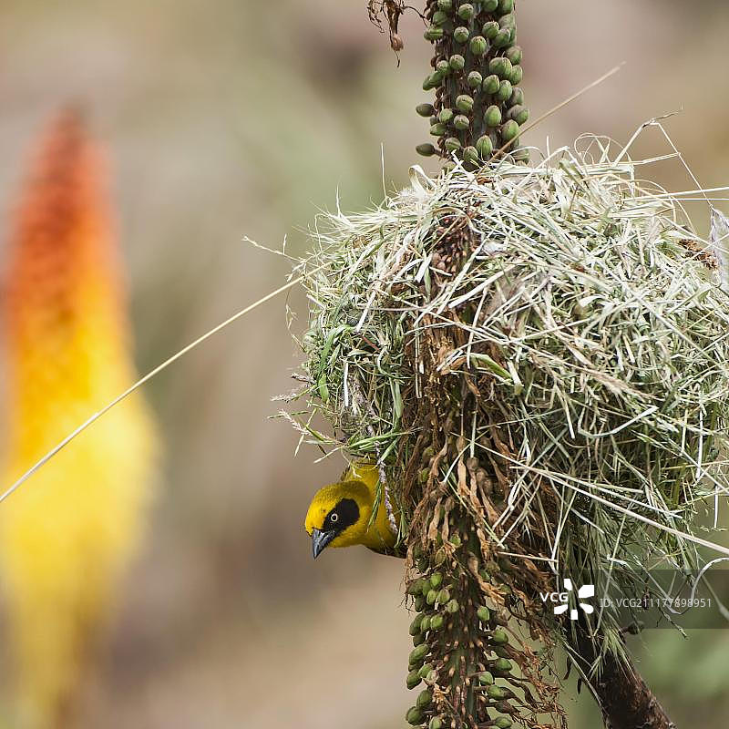 埃塞俄比亚西门山国家公园的村庄织布鸟图片素材