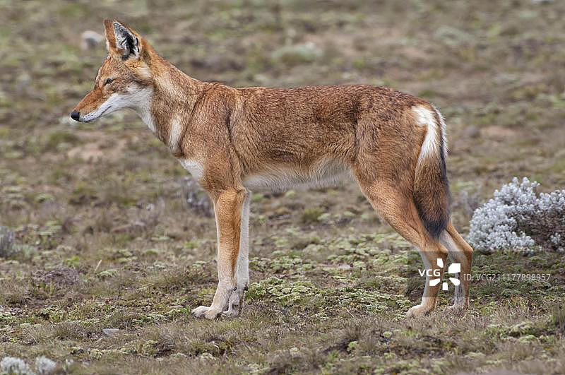 埃塞俄比亚狼，贝尔山国家公园图片素材