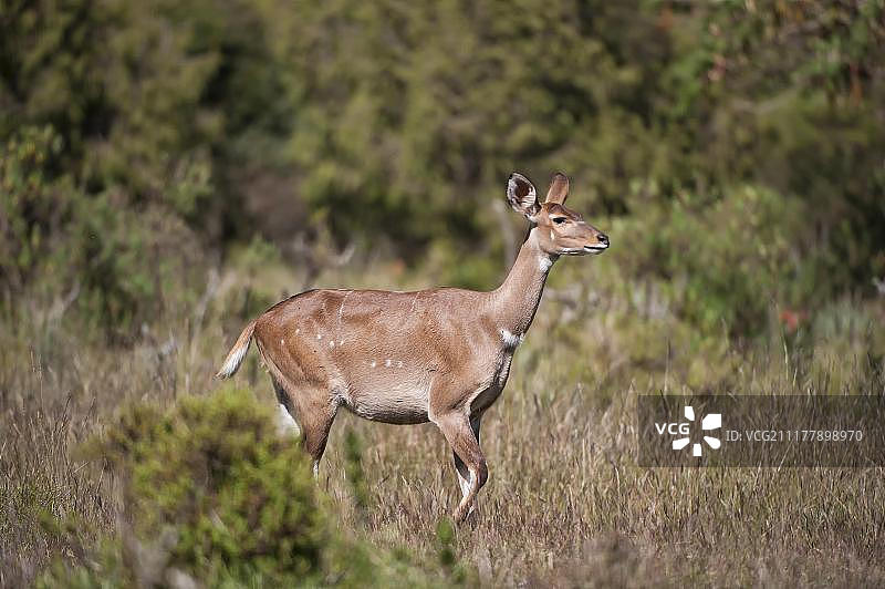 山地尼亚拉羚羊（雌性，非洲埃塞俄比亚巴莱山脉）图片素材