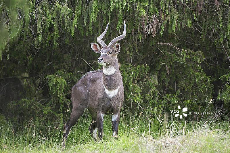 非洲埃塞俄比亚巴莱山区山地尼亚拉雄性图片素材