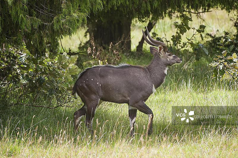 非洲埃塞俄比亚巴莱山区山地尼亚拉雄性图片素材