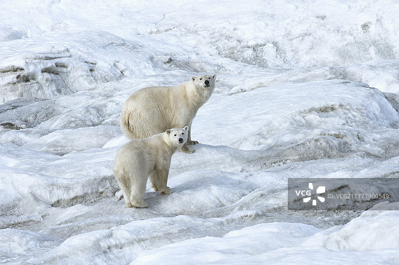 北极熊（Ursus maritimus），母熊与幼崽，2岁，弗兰格尔岛，俄罗斯远东联邦区，欧洲图片素材