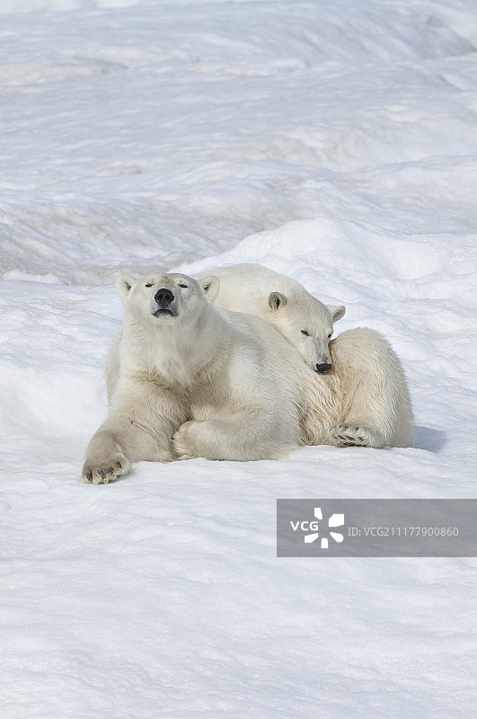 北极熊（Ursus maritimus），母熊与幼崽，2岁，弗兰格尔岛，俄罗斯远东联邦区，欧洲图片素材