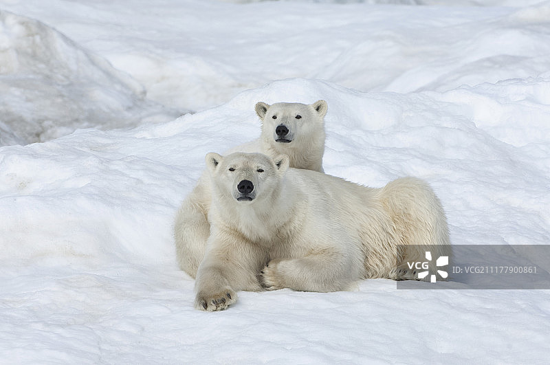 北极熊（Ursus maritimus），母熊与幼崽，2岁，弗兰格尔岛，俄罗斯远东联邦区，欧洲图片素材