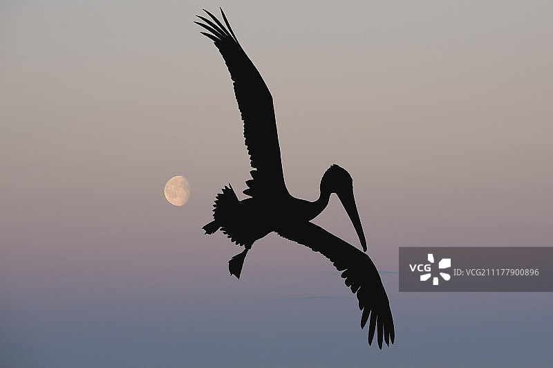 黄昏时飞行的加拉帕戈斯棕色鹈鹕图片素材