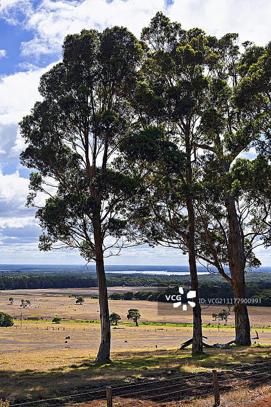 景观中的卡里树（桉树），澳大利亚西澳大利亚州奥古斯塔，大洋洲图片素材
