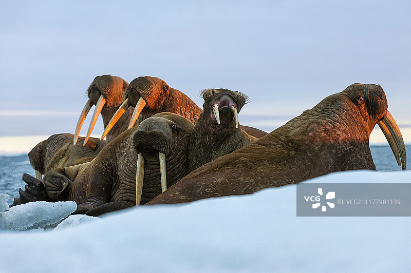 傍晚光线中俄罗斯弗兰格尔岛上的海象群图片素材