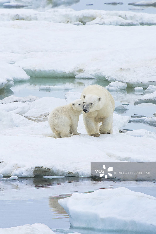 北极熊（Ursus maritimus）在俄罗斯弗兰格尔岛附近的冰面上行走，该岛是联合国教科文组织世界遗产图片素材