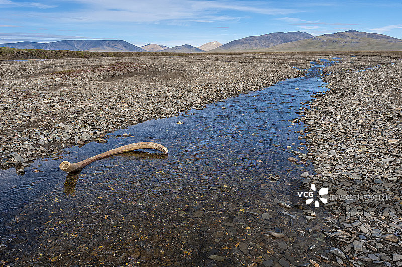 欧洲俄罗斯远东联邦区弗兰格尔岛多布特富尔村附近，多布特富尔河的河床中的猛犸象牙图片素材