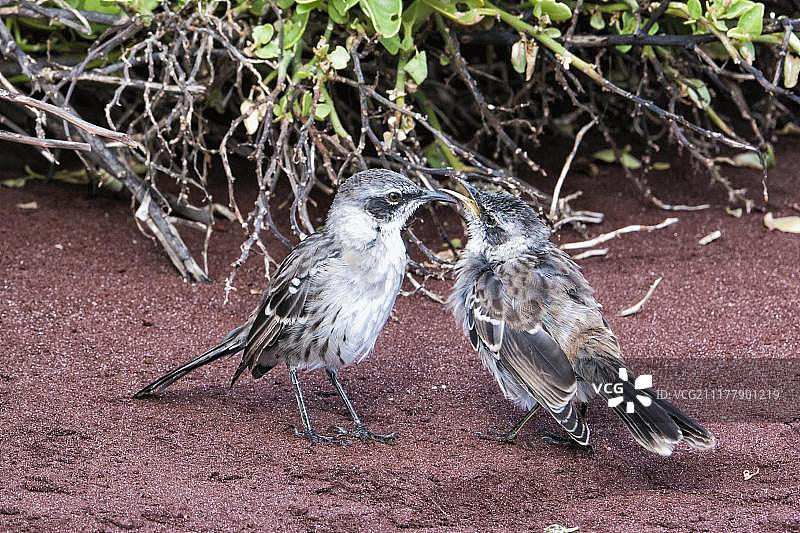 加拉帕戈斯群岛嘲鸫喂食幼鸟图片素材