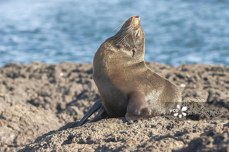 加拉帕戈斯毛皮海狮图片素材
