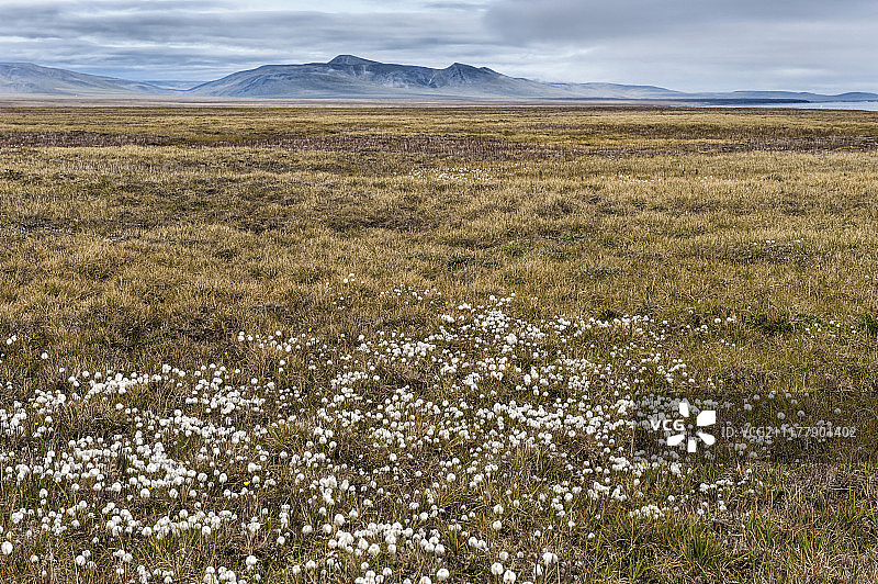 弗兰格尔岛的北极棉草：俄罗斯楚科奇自治区图片素材