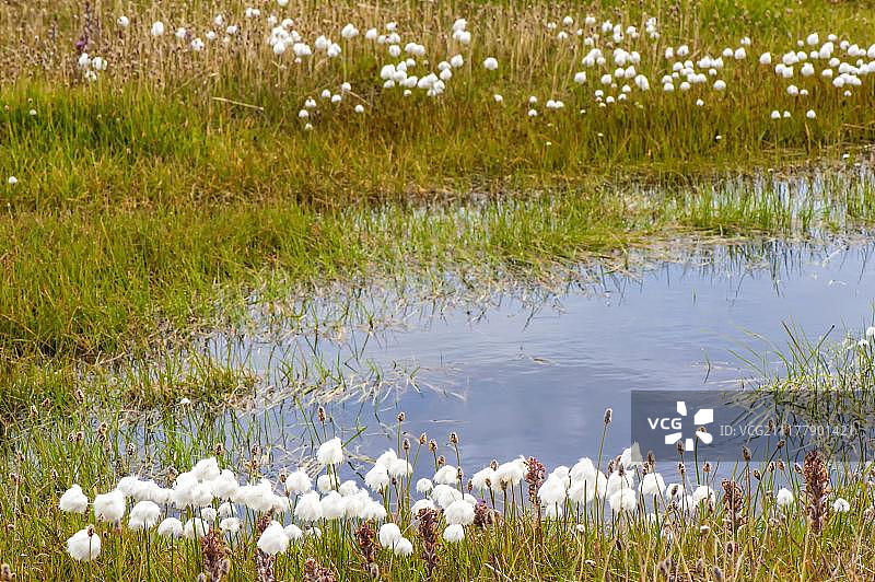 俄罗斯楚科奇弗兰格尔岛的北极棉草图片素材